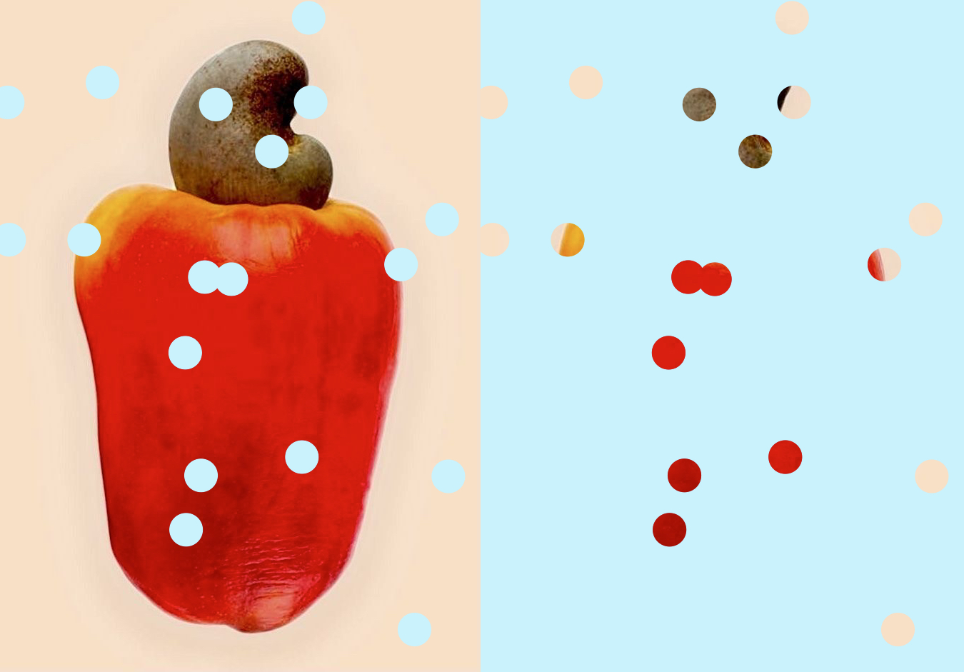 A ripe red-and-yellow cashew apple topped by its grey-brown cashew nut, photographed against a split peach and pale-blue background